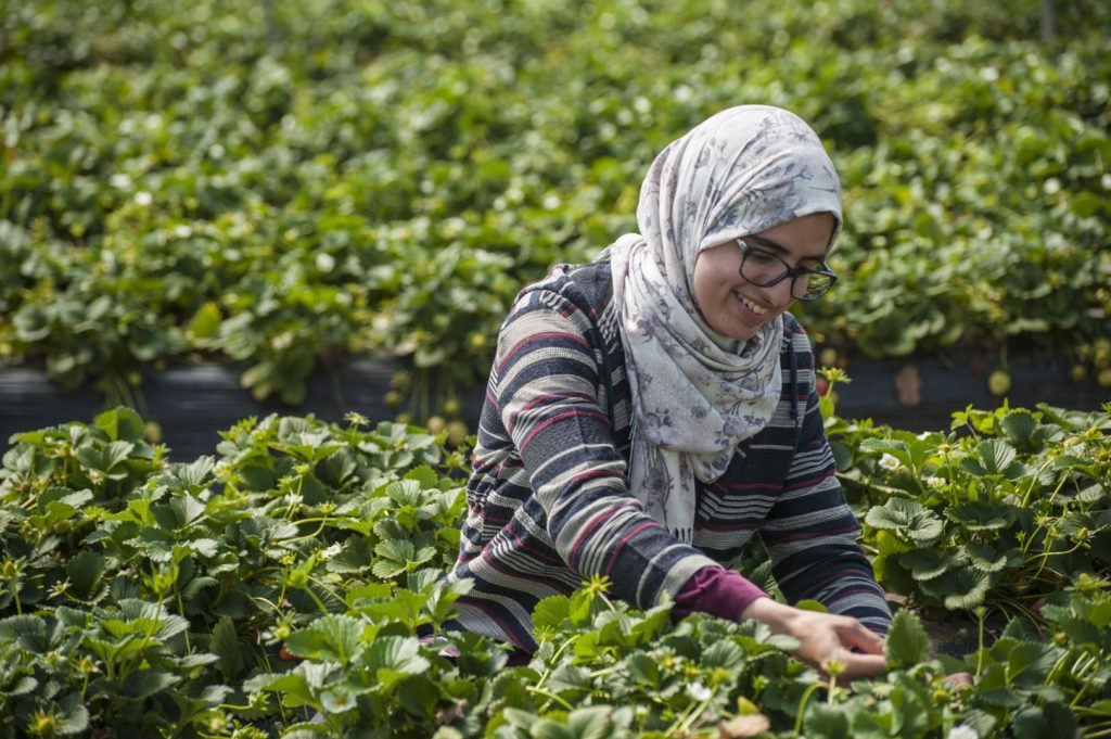 Farm worker in a floral headscarf picking berries in a green field, Driscoll's berry harvest