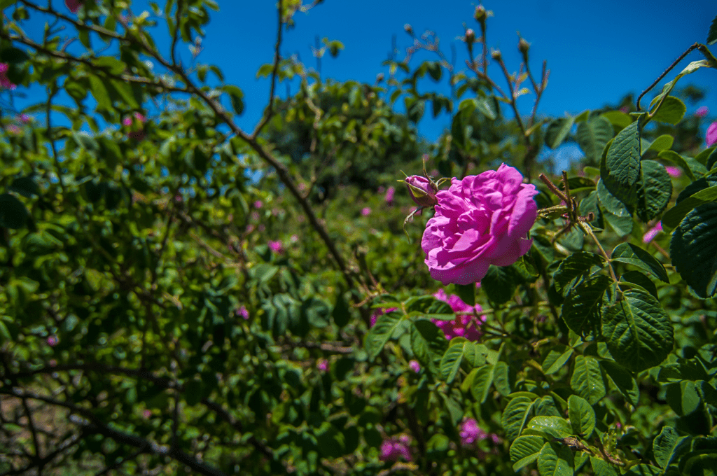 Festival of Roses