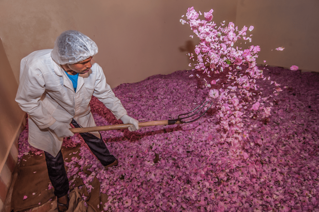 Festival of Roses