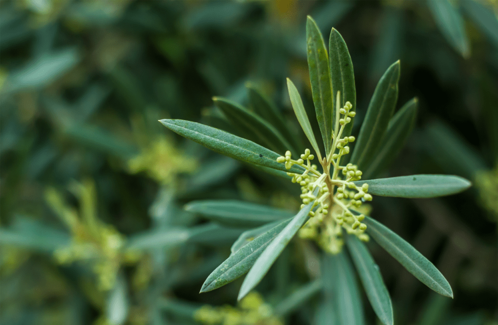 Maroc Export