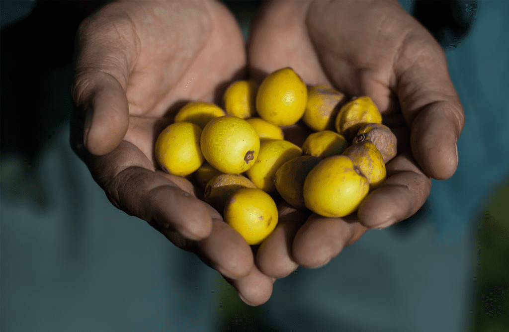 Close-up of hands holding a cluster of fresh yellow fruit, Maroc Export agricultural products