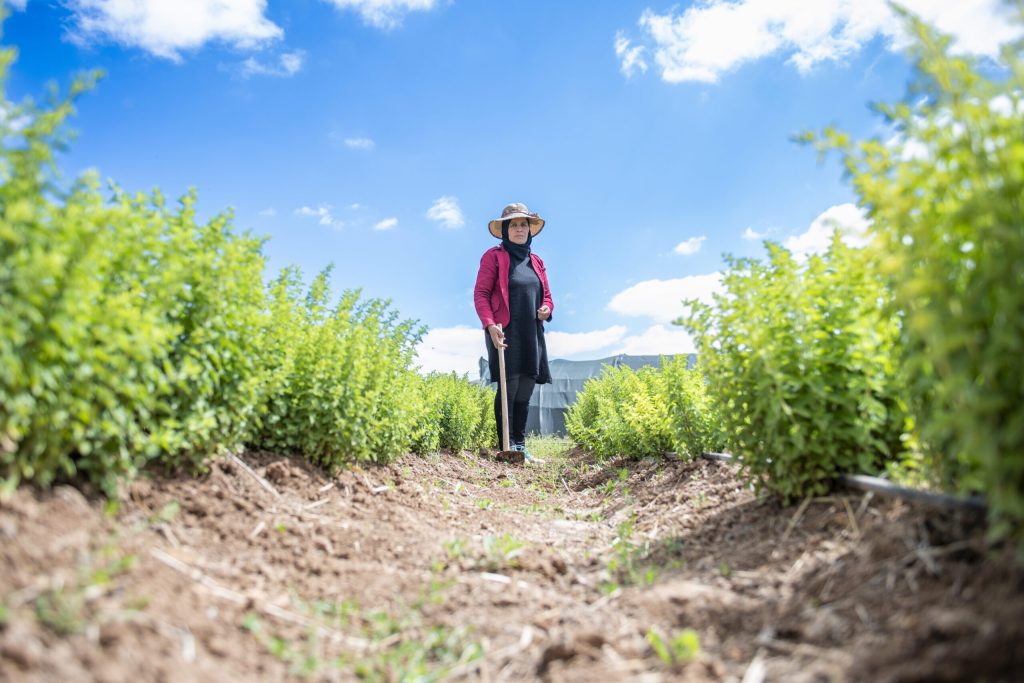 Woman walking through a lush irrigated field in rural Morocco, GIZ Resilience Rurale water and climate resilience program
