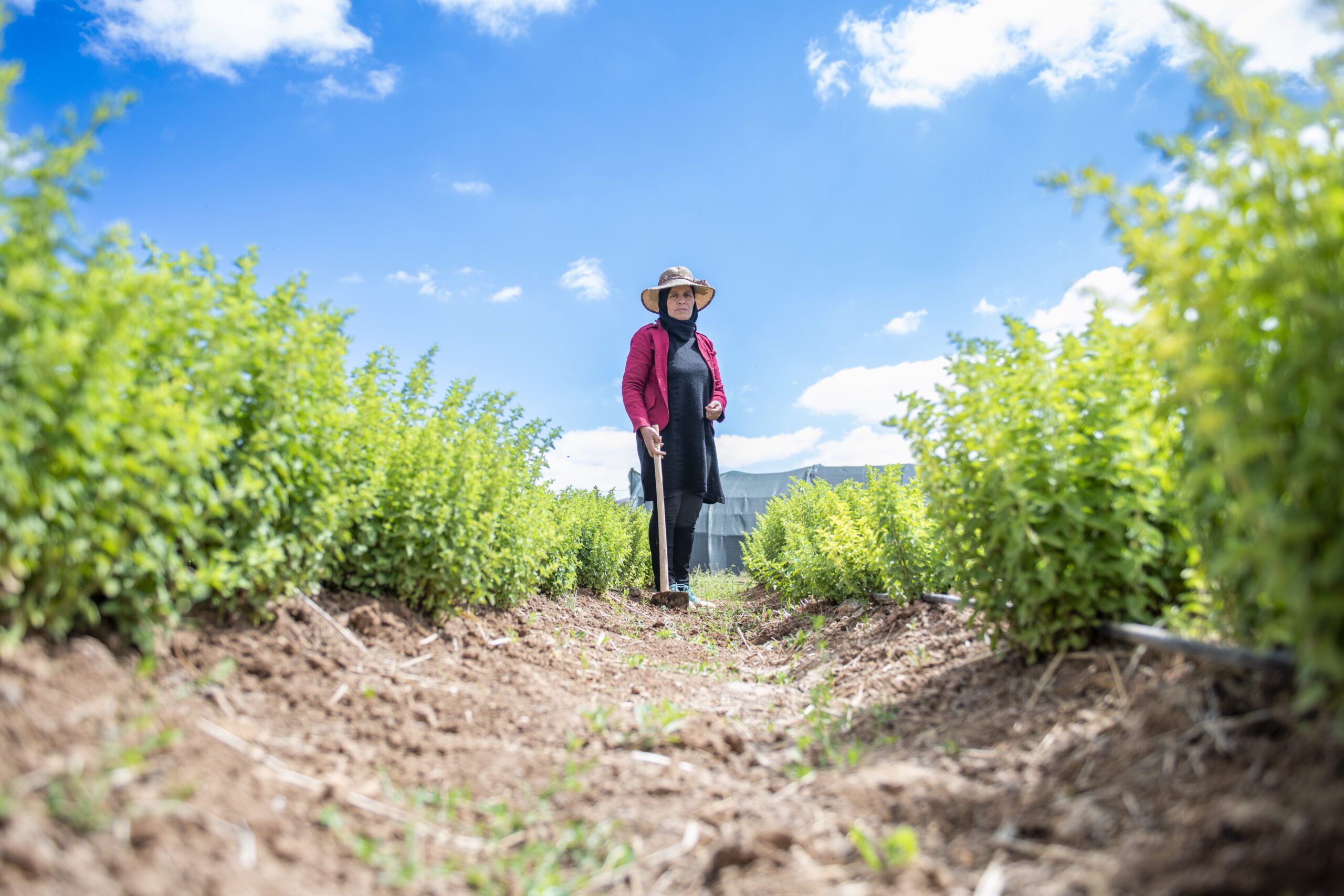 Woman walking through a lush irrigated field in rural Morocco, GIZ Resilience Rurale water and climate resilience program