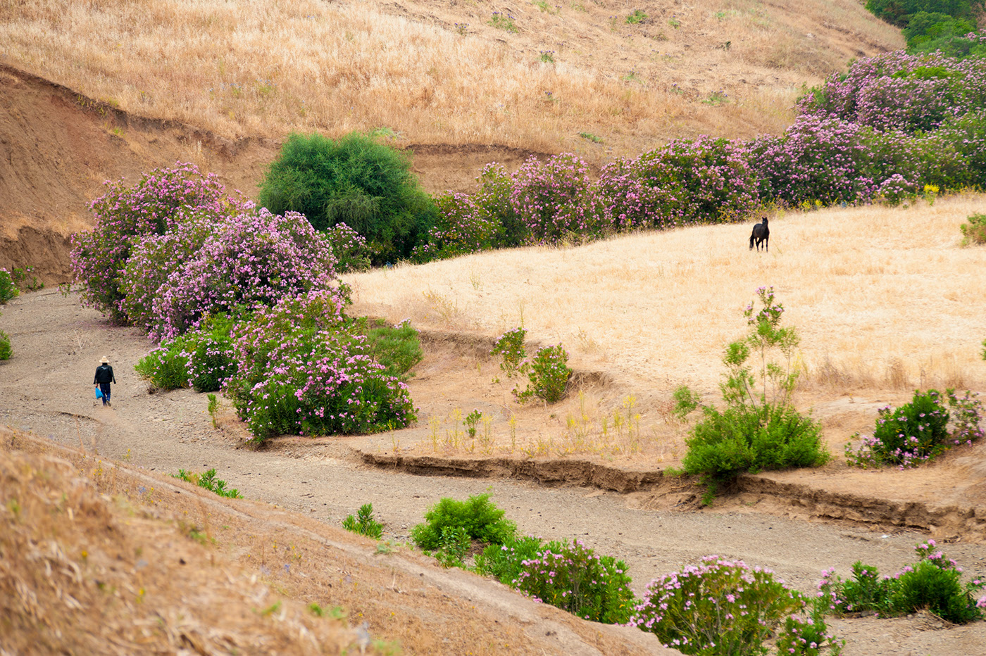 Rural Moroccan landscape with a dirt path, blooming oleander bushes and a person walking near a wheat farming community