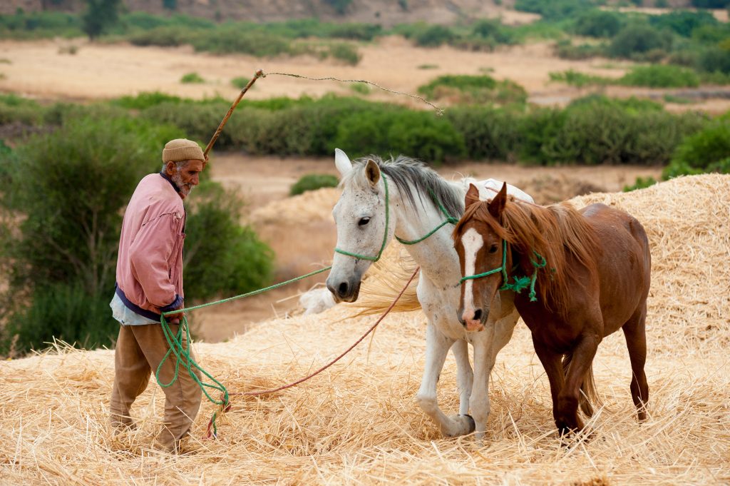 Brachwa Harvest