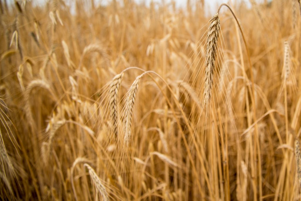 Brachwa Harvest