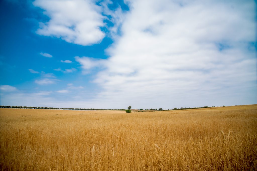 Brachwa Harvest